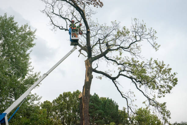 How Our Tree Care Process Works  in  White Plains, NY