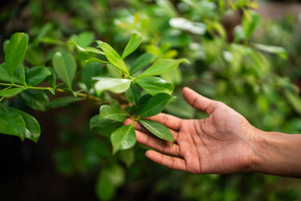 Tree Care Services